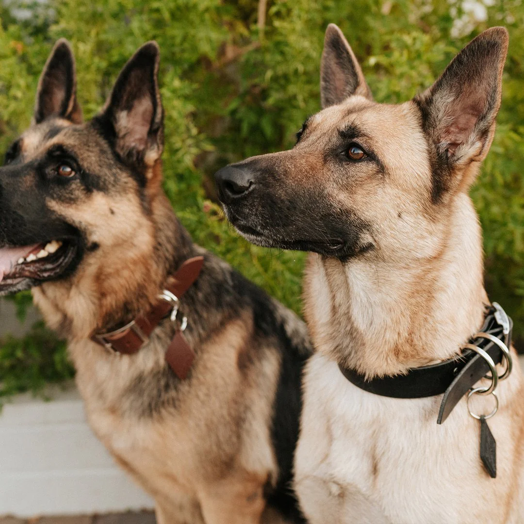 Coolest Canine - Image 2